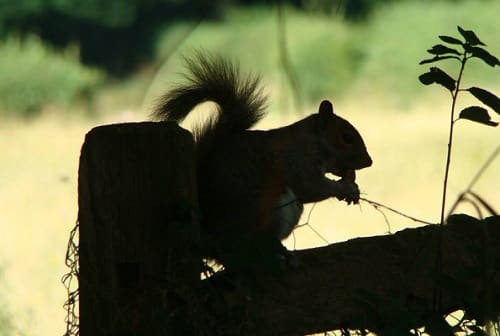 la-verdure-et-les-animaux